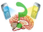 Wiil your mobile fry your brain
