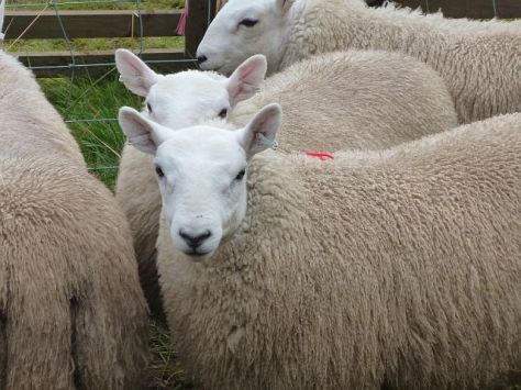 CheviotEweLambs