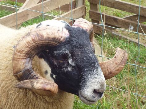 PennymuirShowBlackieTupHead