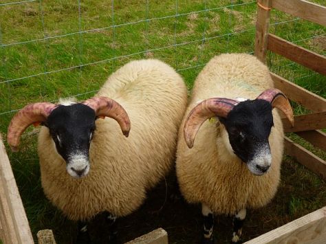 PennymuirShowBlackieTupLambs