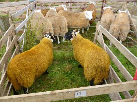PennymuiShowBlackieEweLambs1 Blackie Ewe Lambs