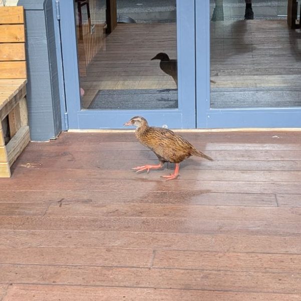 pxl_20241121_0438497446610850382526909147