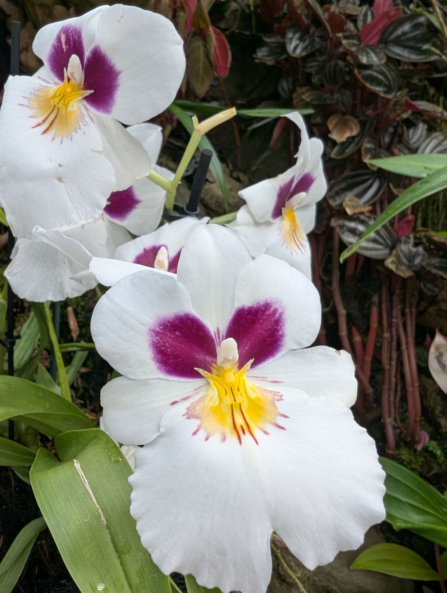 pxl_20241201_0248055045901304995766449000